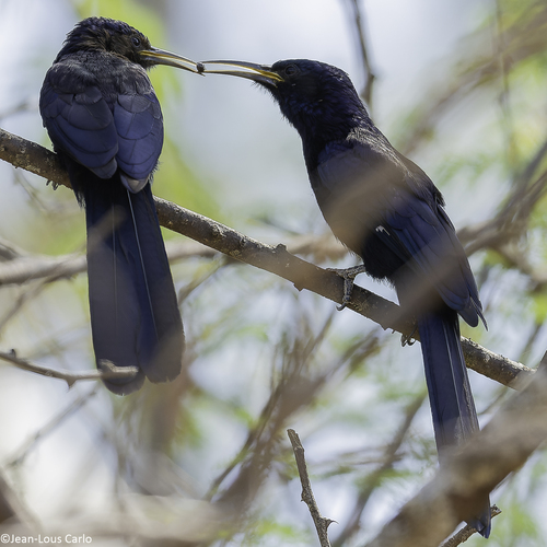 Black Scimitarbill