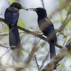 Black Scimitarbill photo 3