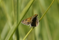 Euphyes bimacula