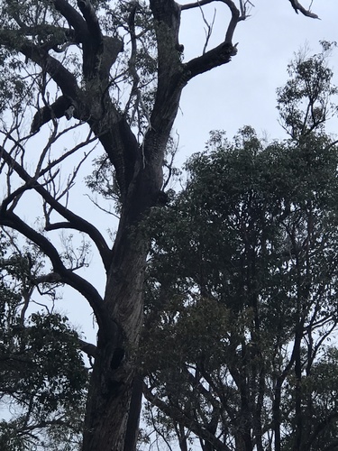 Image of Eucalyptus cornuta by (c) Ann Bentley, some rights reserved (CC BY)