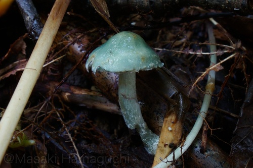 Stropharia aeruginosa