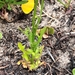 Lobelia heterophylla 3
