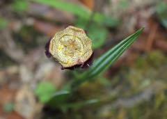 Tigridia rzedowskiana