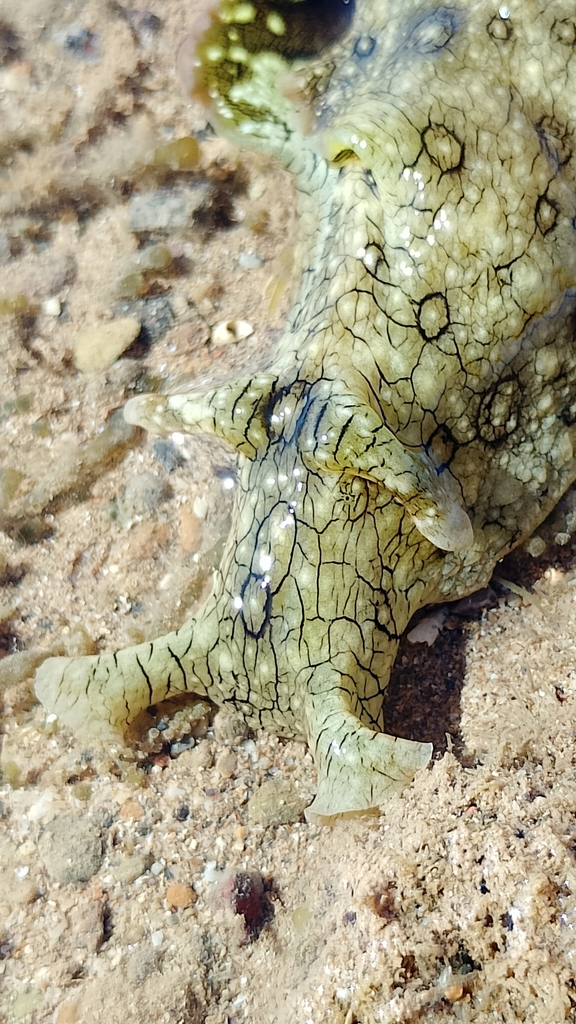 Ocellate Sea Hare