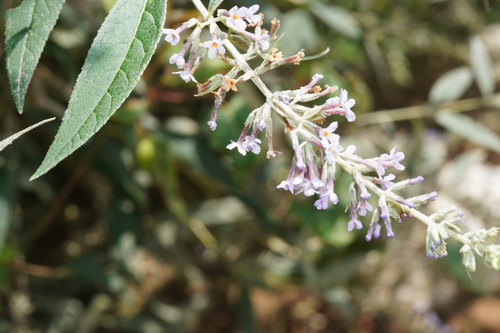 Butterfly bush