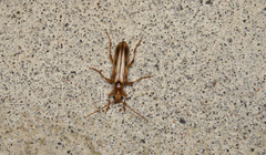 Ortholeptura valida