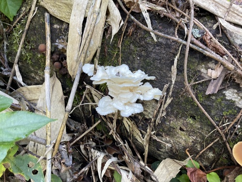 Mycoleptodonoides aitchisonii