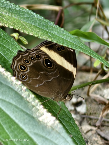 Straight-banded Treebrown