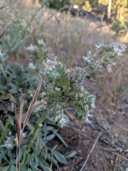 Phacelia egena