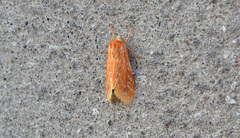 Lophocampa roseata