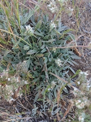 Phacelia egena
