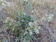 Phacelia egena