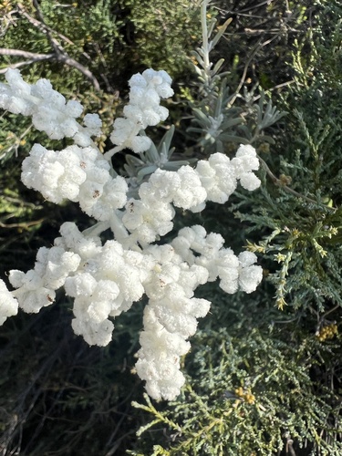 Image of Lachnostachys eriobotrya by (c) Katherine Parys, some rights reserved (CC BY)