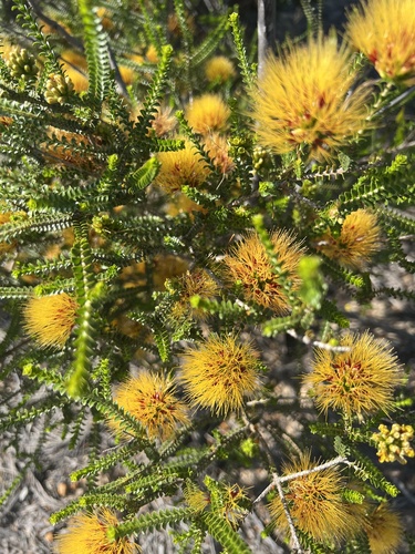 Image of Melaleuca aestiva by (c) Katherine Parys, some rights reserved (CC BY)