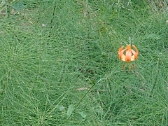 Lilium pardalinum pardalinum