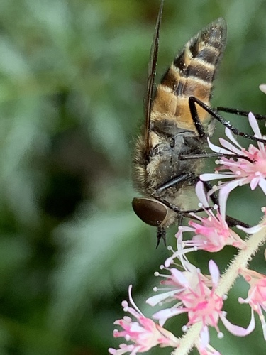 Stonemyia tranquilla photo 3