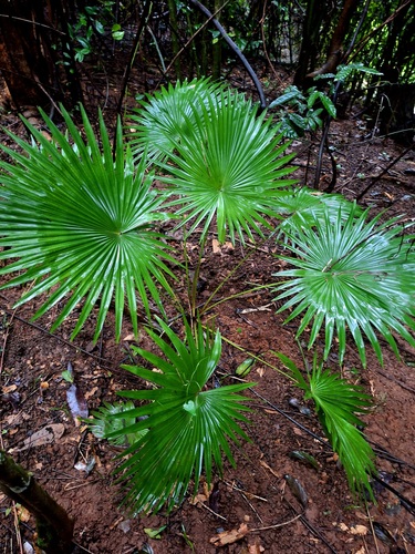 Saribus rotundifolius