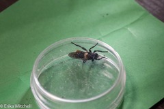 Laphria janus