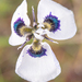 Blue-eyed Moraea - Photo (c) Morten Ross, some rights reserved (CC BY-NC), uploaded by Morten Ross