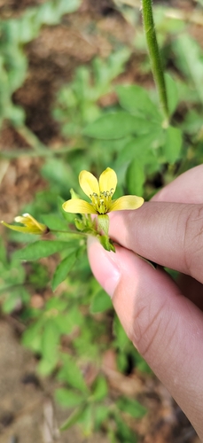 Asian Spiderflower