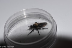 Laphria janus