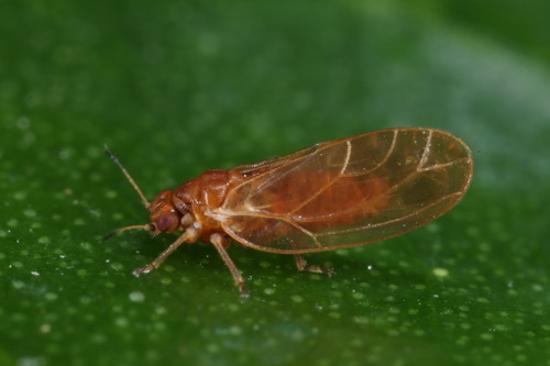 Trioza rotundata