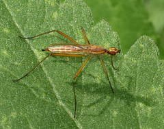 Micropeza lineata