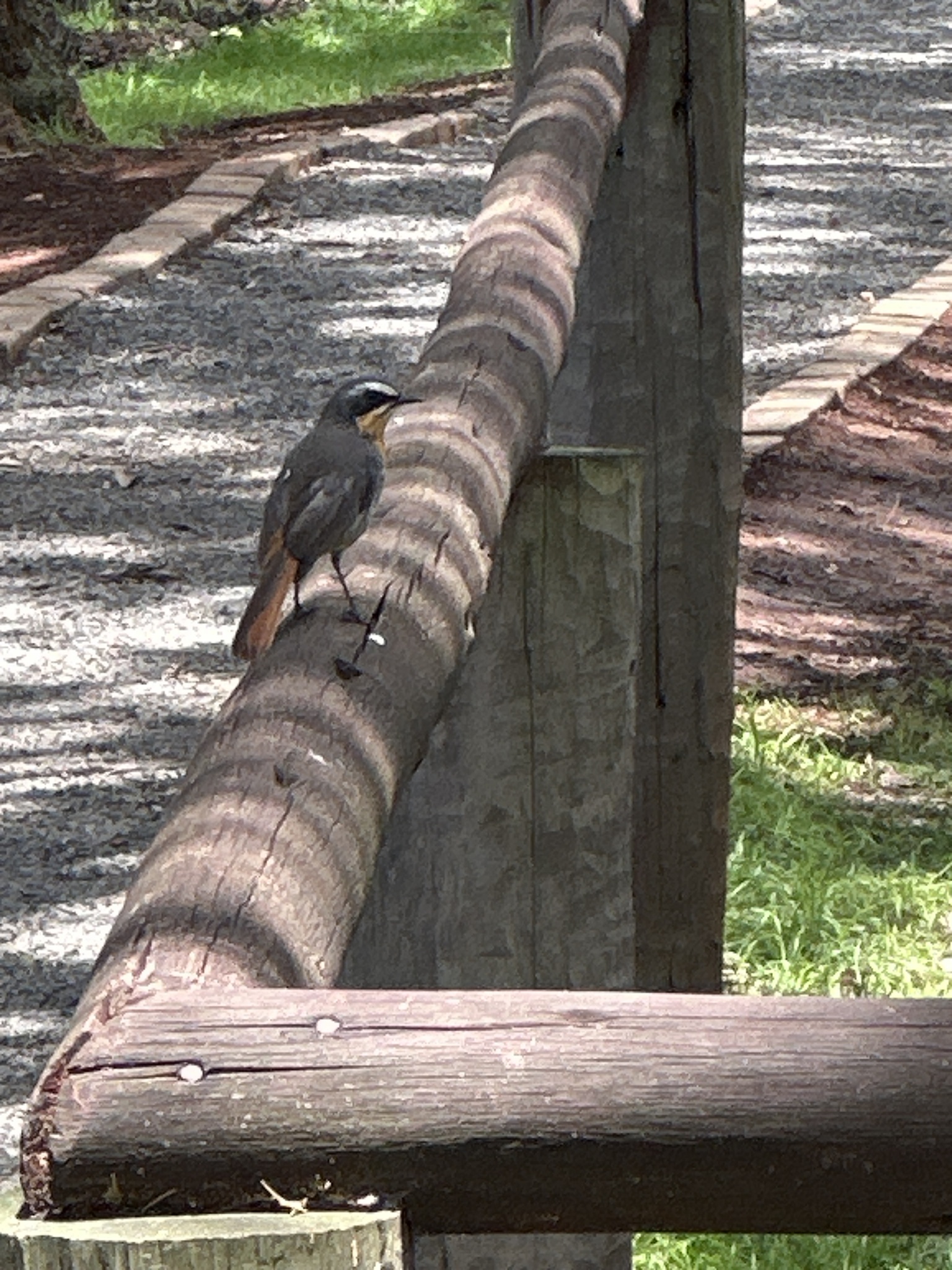 Rüppell's Robin-Chat (Cossypha semirufa), photo 6