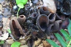 Wynnea americana