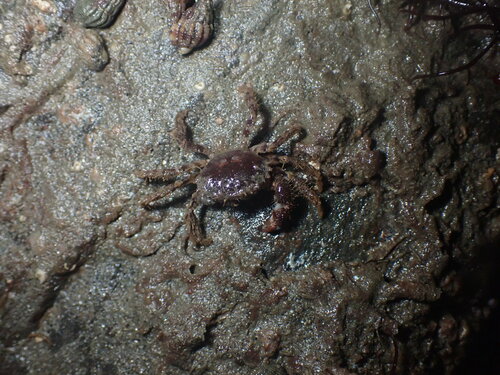 Hairy Crab, photo 8 of 10