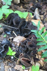Wynnea americana