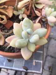Pachyphytum