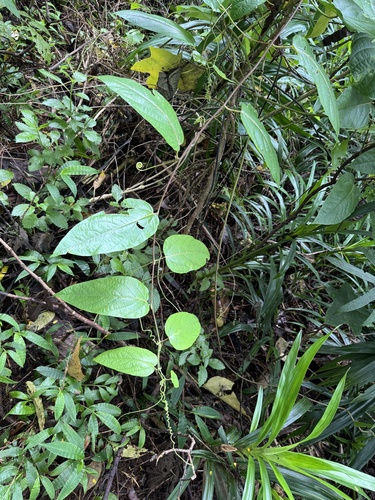 Passiflora maliformis observed 2024-10-12