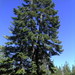 California Red Fir - Photo (c) dackerly, some rights reserved (CC BY-NC-SA), uploaded by dackerly