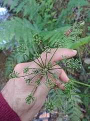 Ligusticum apiifolium