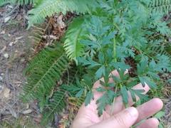 Ligusticum apiifolium