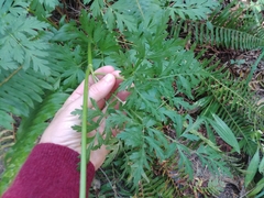 Ligusticum apiifolium
