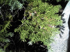 Abies magnifica magnifica