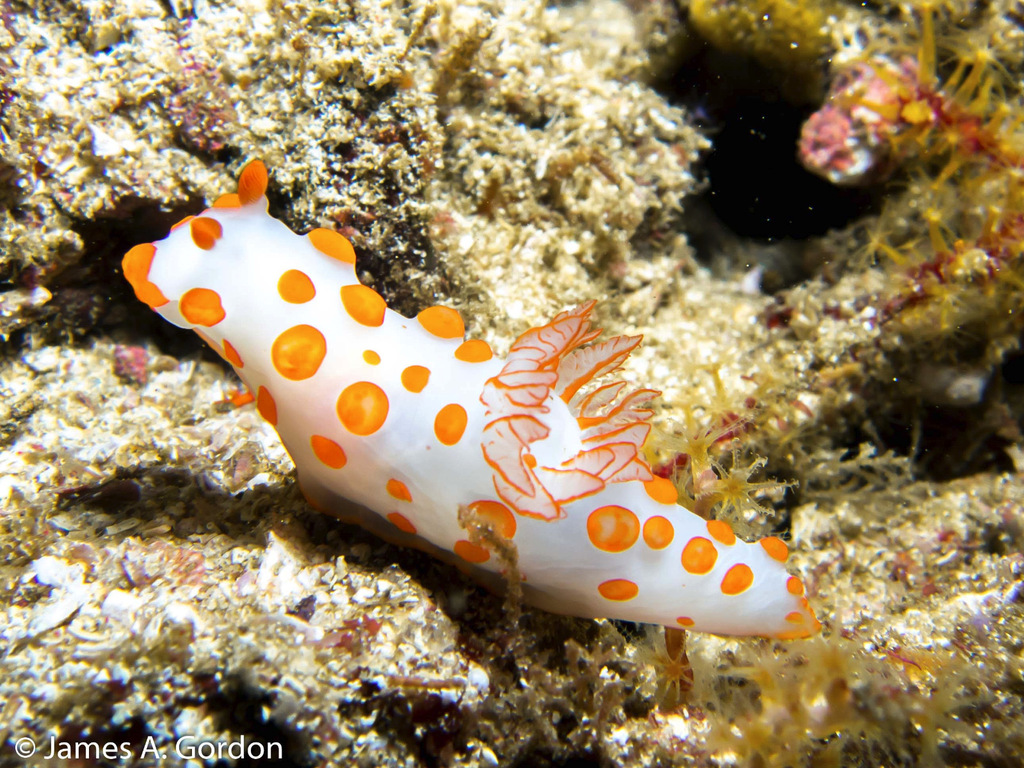 Gymnodoris impudica