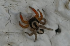 Habronattus icenoglei