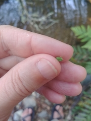 Ligusticum apiifolium