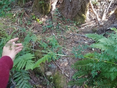 Ligusticum apiifolium