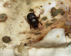 Onthophagus taurus