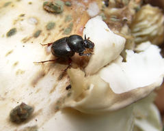 Onthophagus taurus