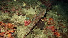 Synodontidae
