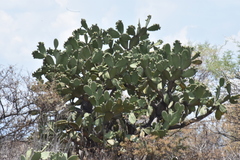 Opuntia streptacantha