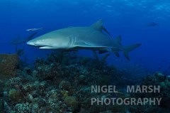 Negaprion brevirostris