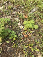 Erigeron glabellus pubescens