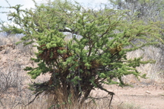 Acaciella