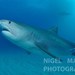 Tiger Shark - Photo (c) Nigel Marsh, some rights reserved (CC BY-NC), uploaded by Nigel Marsh